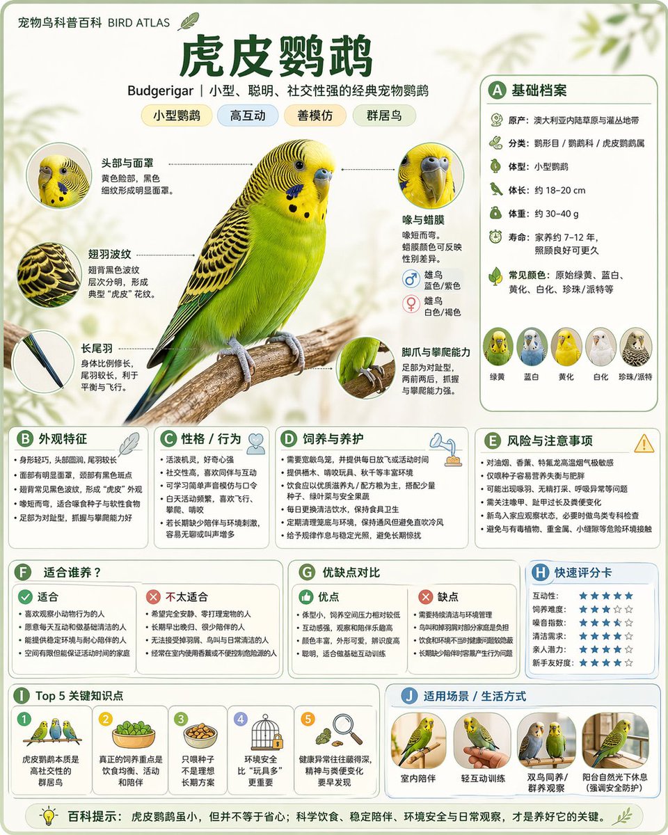 Budgerigar Species Infographic